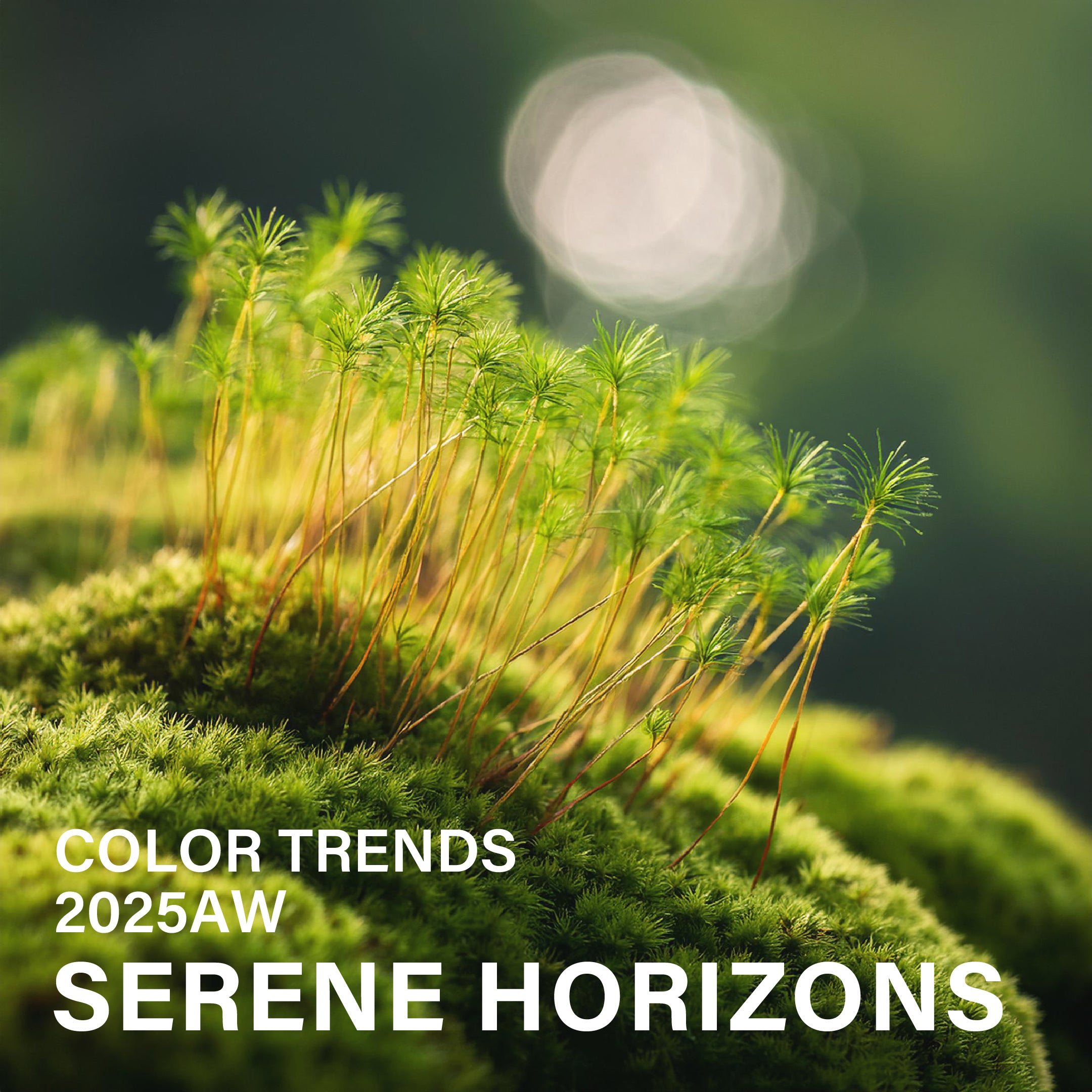 【2025AWカラートレンド】SERENE HORIZONS - 静寂の地平